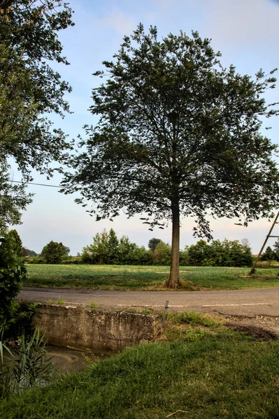 Linden Einer Kurve Einer Landstraße Bei Sonnenuntergang — Stockfoto