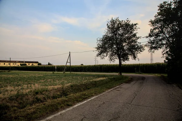 Tília Uma Curva Uma Estrada Rural Pôr Sol — Fotografia de Stock