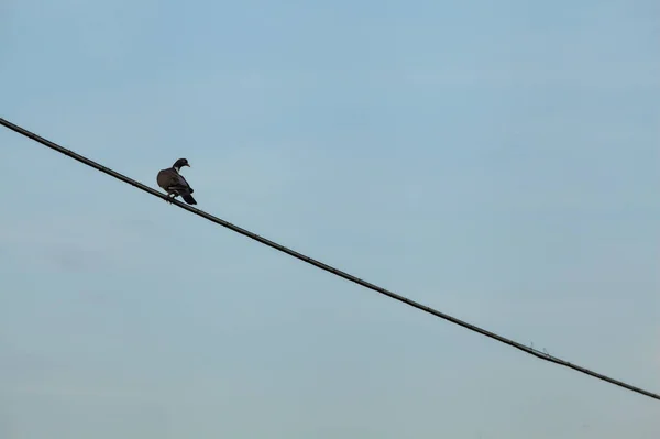 日落时头顶电缆上的斑鸠 — 图库照片