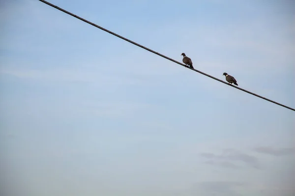 Turtledoves Egy Head Elektromos Kábel Naplementekor — Stock Fotó