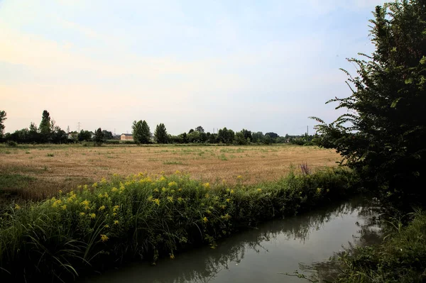 Stream Water Yellow Flowers Next Field Countryside Sunset — Stock Photo, Image