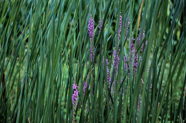 Fleurs Sauvages Violettes Dans Les Roseaux Bord Une Route — Photo