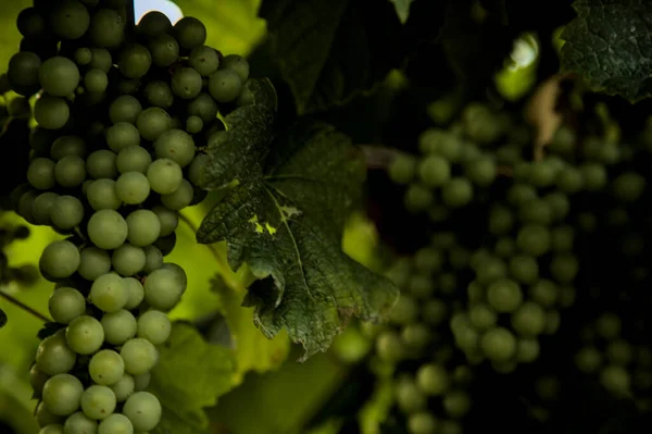 Dojrzałe Winogrona Liśćmi Roślinach Widzianych Bliska — Zdjęcie stockowe