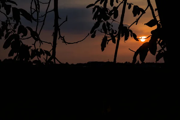 Obloha Západu Slunce Rámovaná Větvemi — Stock fotografie