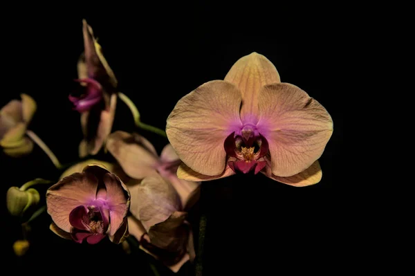 Orquídea Falaenopsis Rosa Laranja Fundo Escuro — Fotografia de Stock