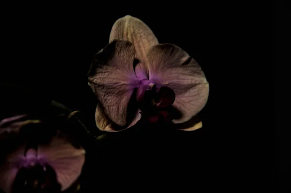 Orquídea Phalaenopsis Rosa Naranja Sobre Telón Fondo Oscuro — Foto de Stock