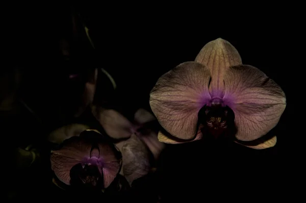 Pinkfarbene Und Orangefarbene Phalaenopsis Orchidee Vor Dunklem Hintergrund — Stockfoto