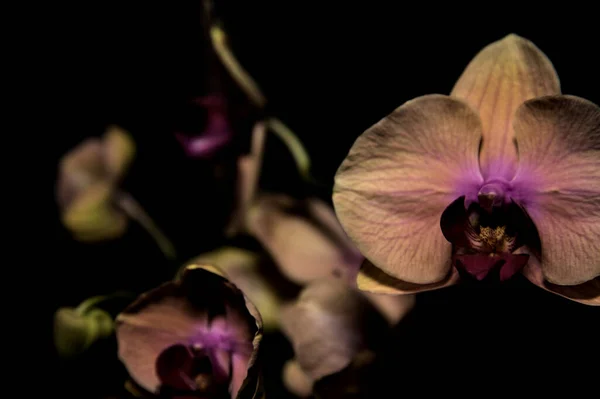 Pinkfarbene Und Orangefarbene Phalaenopsis Orchidee Vor Dunklem Hintergrund — Stockfoto