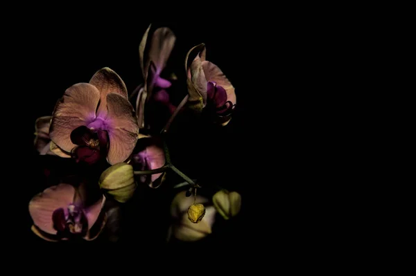 Orquídea Falaenopsis Rosa Laranja Fundo Escuro — Fotografia de Stock
