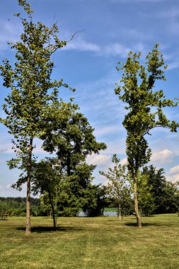 Yazın parkta bir nehrin yanında açık alan