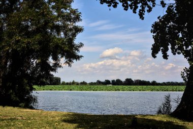 Yazın güneşli bir günde ağaçlar tarafından çerçevelenmiş nehir.