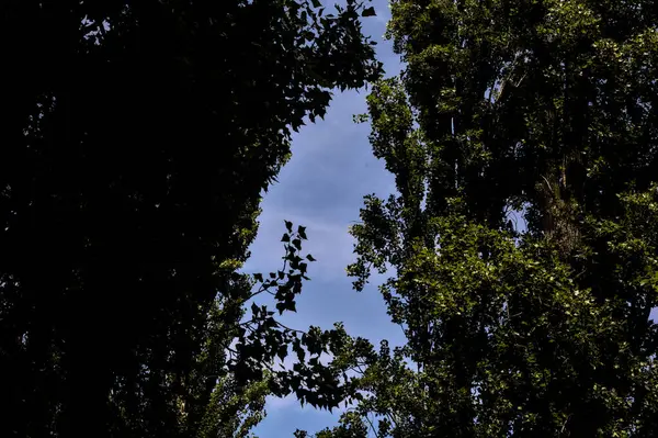 木の上と澄んだ夏の空 — ストック写真