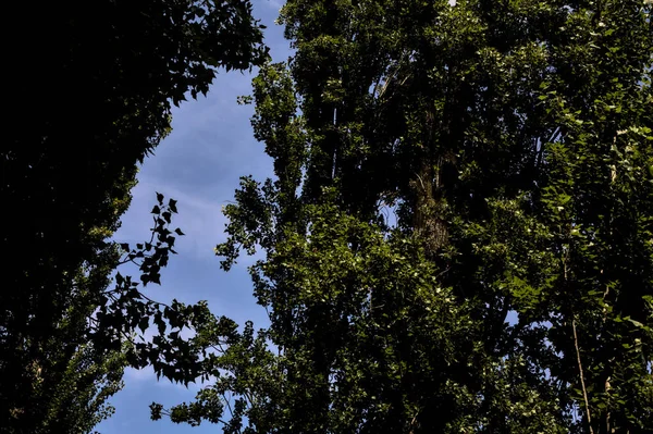 Trädtoppar Och Klar Sommarhimmel — Stockfoto