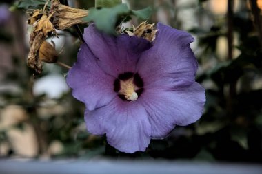 Gün batımında açan mor amber çiçeği yakından görülüyor.