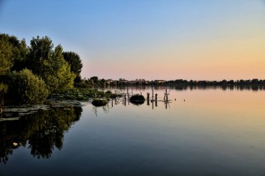 Sahildeki göl ve korulukta gün batımında suyun üzerinde zambak pedi