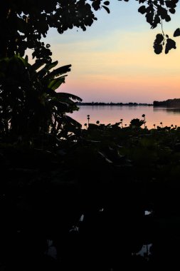 Gün batımında palmiye ve nilüfer çiçekleri bir gölde.