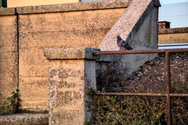 Gün batımında bir köprünün korkuluğunda güvercinler