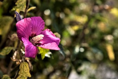 Puprle ve pembe amber çiçekleri çiçek açar ve yapraklar yakından görülür.