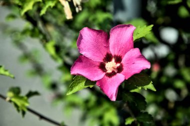 Puprle ve pembe amber çiçekleri çiçek açar ve yapraklar yakından görülür.