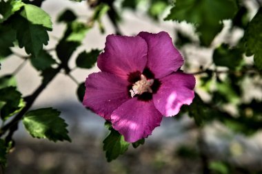 Puprle ve pembe amber çiçekleri çiçek açar ve yapraklar yakından görülür.