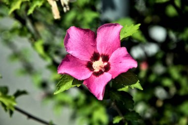 Puprle ve pembe amber çiçekleri çiçek açar ve yapraklar yakından görülür.