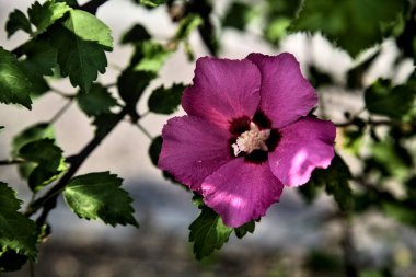 Puprle ve pembe amber çiçekleri çiçek açar ve yapraklar yakından görülür.
