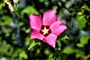Puprle ve pembe amber çiçekleri çiçek açar ve yapraklar yakından görülür.