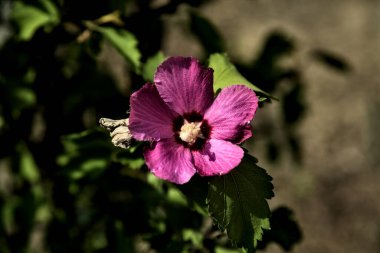 Puprle ve pembe amber çiçekleri çiçek açar ve yapraklar yakından görülür.