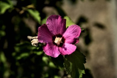 Puprle ve pembe amber çiçekleri çiçek açar ve yapraklar yakından görülür.