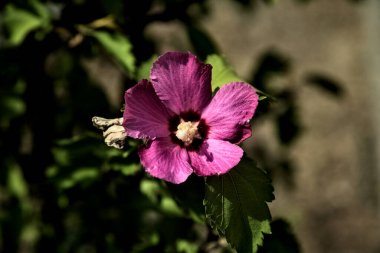 Puprle ve pembe amber çiçekleri çiçek açar ve yapraklar yakından görülür.