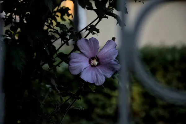 Flor Hibisco Púrpura Detrás Una Cerca Hierro Vista Cerca — Foto de Stock