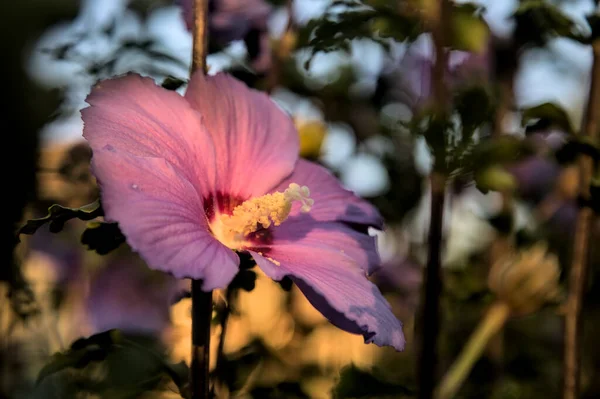 Lila Hibiskusblüte Bei Sonnenuntergang Aus Der Nähe Gesehen — Stockfoto