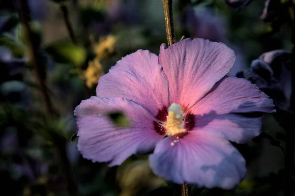 日没時に近くで見られる紫色のハイビスカスの花 — ストック写真