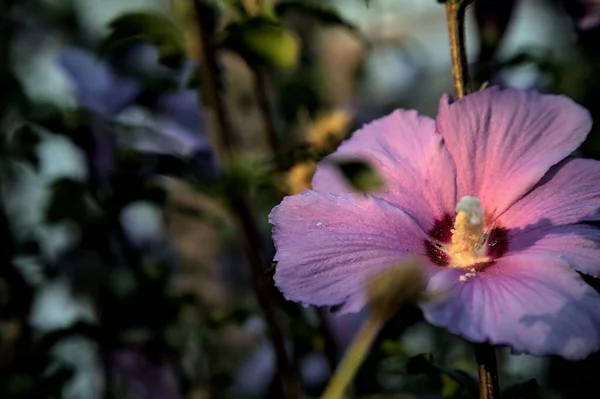 Flor Hibisco Púrpura Flor Atardecer Visto Cerca —  Fotos de Stock