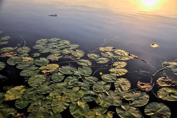 Lily Bantalan Permukaan Danau Diterangi Oleh Matahari Senja — Stok Foto