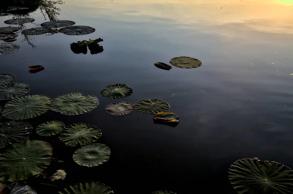 夕暮れ時に太陽に照らされた湖の表面にユリのパッド — ストック写真