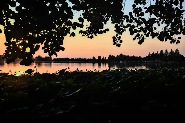 Pôr Sol Sobre Lago Com Árvores Plantas Lótus — Fotografia de Stock