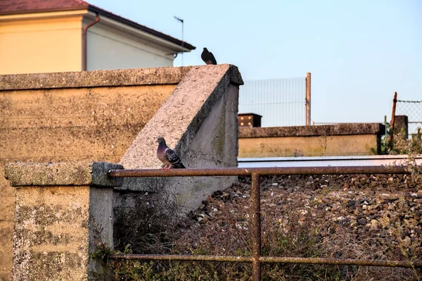 夕暮れ時の橋の上のピジョン — ストック写真