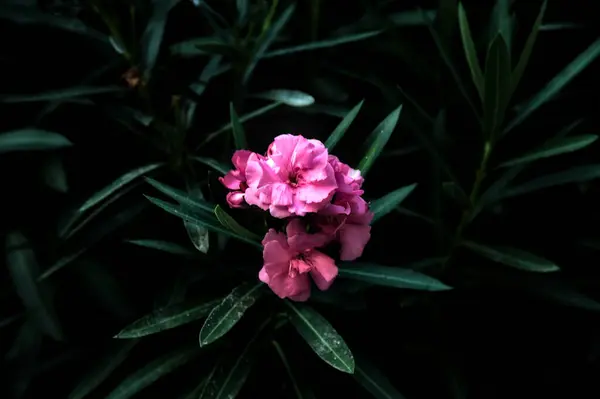 Rosa Oleander Blommor Växt Skuggan Vid Solnedgången — Stockfoto