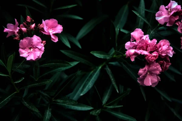 日没時に日陰の植物にピンクのオレンジ色の花 — ストック写真