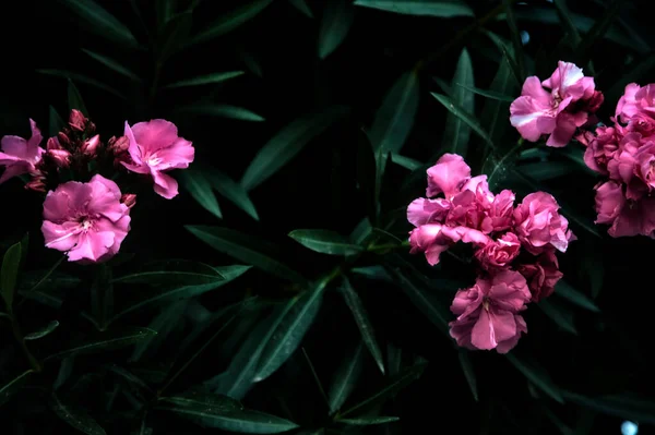 Розовые Цветы Олеандра Растении Тени Закате — стоковое фото