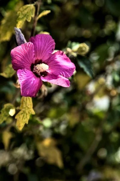 葉が近くに見える 紫色とピンクのハイビスカスの花を咲かせます — ストック写真