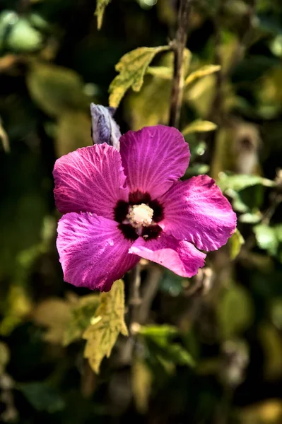 Pudding Und Rosa Hibiskusblüten Voller Blüte Mit Blättern Aus Nächster — Stockfoto