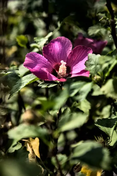 Puprle Fleurs Roses Hibiscus Fleur Avec Feuillage Près — Photo