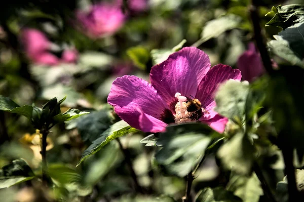 葉が近くに見える 紫色とピンクのハイビスカスの花を咲かせます — ストック写真