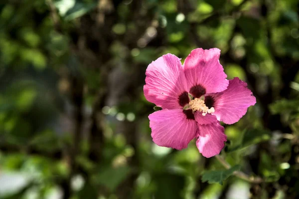 Flores Hibisco Puprle Rosa Flor Con Follaje Visto Cerca —  Fotos de Stock