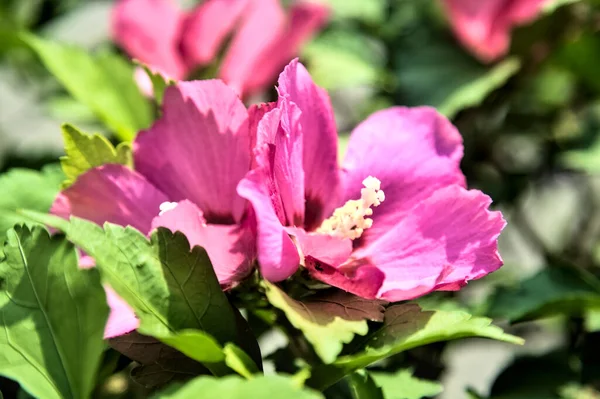 Puprle Fleurs Roses Hibiscus Fleur Avec Feuillage Près — Photo