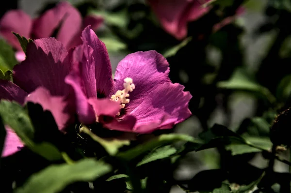 Pupré Rózsaszín Hibiszkusz Virágok Virágzik Lombozat Látható Közelről — Stock Fotó