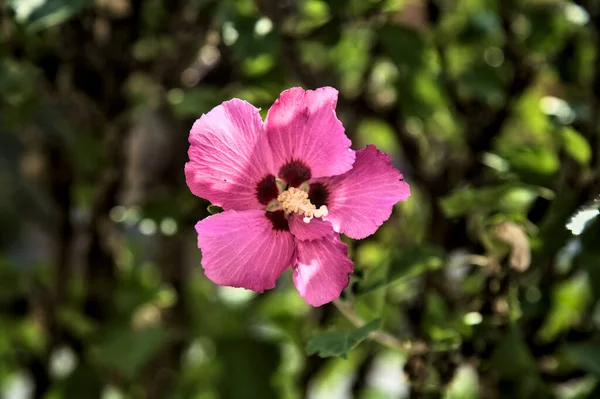 Puprle Och Rosa Hibiskus Blommor Blom Med Bladverk Sett Nära — Stockfoto