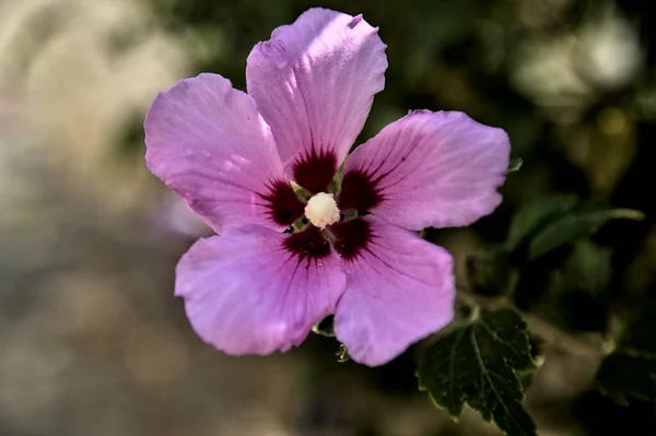 Pudding Und Rosa Hibiskusblüten Voller Blüte Mit Blättern Aus Nächster — Stockfoto